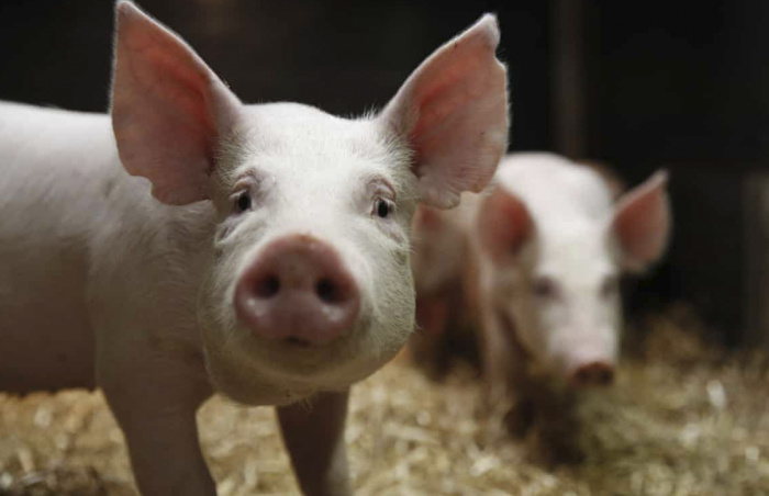 Свинарський комплекс